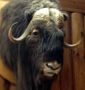 ICT-Northern-Musk-Ox